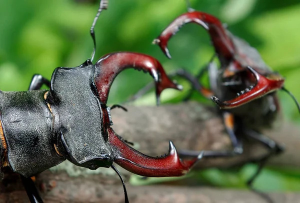 森の中にカブトムシを刺せ 閉めろ 雨の後の甲虫 — ストック写真