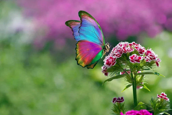 Яскравий Барвистий Тропічний Морфій Метелик Квітці Квіти Гвоздики Квіти Саду — стокове фото