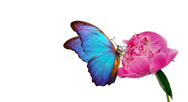 Hermosa Mariposa Morfo Azul Sobre Una Flor Sobre Fondo Blanco —  Fotos de Stock