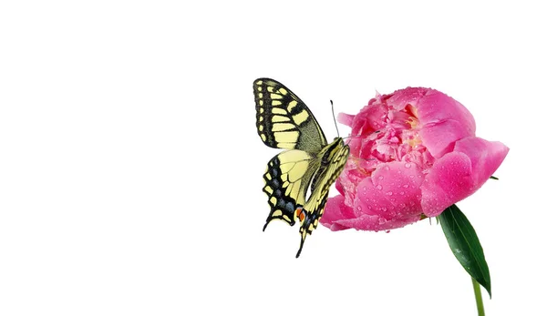 Beyaz Arka Planda Bir Çiçeğin Üzerindeki Güzel Kırlangıç Kelebeği Boşlukları — Stok fotoğraf