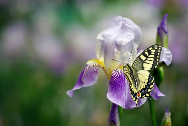 蝴蝶燕尾坐在虹膜花上 园中的春花和蝴蝶 — 图库照片