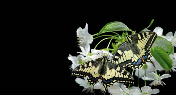 사쿠라 가지에 나비들 배경에는 나비들이 있습니다 — 스톡 사진