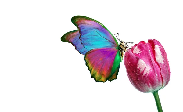 Schöne Bunte Morpho Schmetterling Auf Einer Blume Auf Weißem Hintergrund — Stockfoto