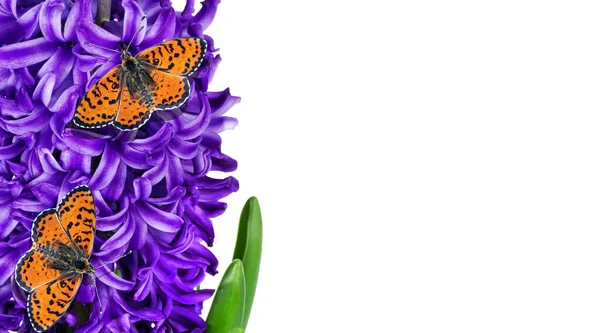 Červení Motýli Sedící Modré Hyacintové Květině Jarní Květiny Motýli Izolované — Stock fotografie