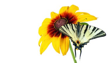 Beyaz izole bir çiçek kelebek. Gerbera çiçek. Swallowtail Kelebek, Papilio machaon. kopya alanlarda.