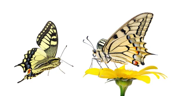 Бабочка Цветке Изолированном Белом Гербера Флауэр Ласточковая Бабочка Папильо Мачаон — стоковое фото