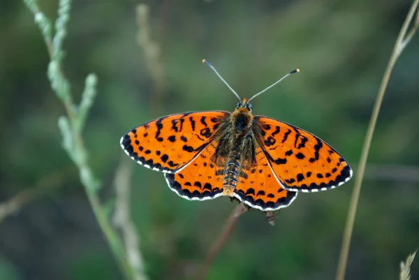 Bright red butterfly on a meadow. Brush-footed butterflies. Summer meadow.