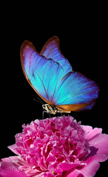 Modrý Morfový Motýl Pivoňkovém Květu Detailní Záběr Růžová Pivoňka Motýl — Stock fotografie