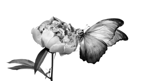 Beyaz Arka Planda Bir Çiçeğin Üzerinde Güzel Bir Morpho Kelebeği — Stok fotoğraf