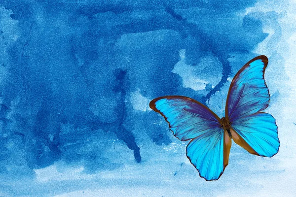 Φωτεινή Πεταλούδα Morpho Αφηρημένο Μπλε Φόντο Ακουαρέλα Υγρό Φόντο Υφής — Φωτογραφία Αρχείου