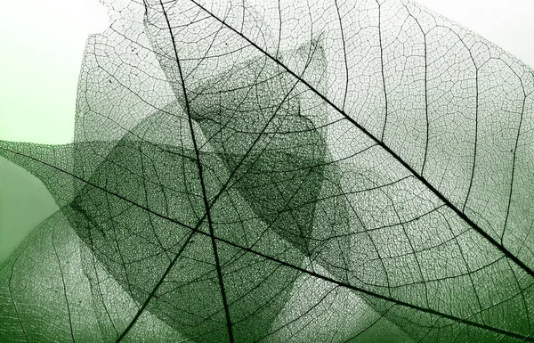Naturalne Tło Jesienne Spadające Liście Szkieletowe Suche Liście Opadłe Zbliżenie — Zdjęcie stockowe