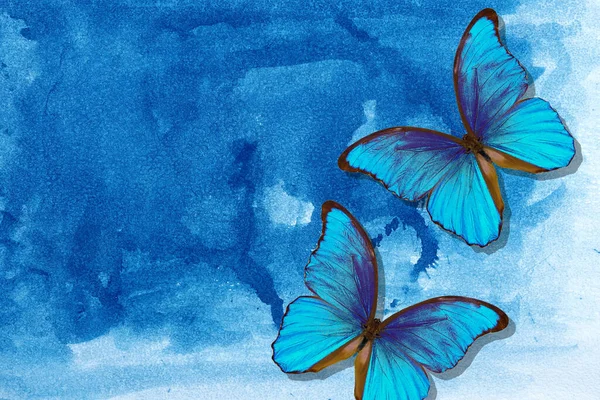 明亮的形态蝴蝶在抽象的蓝色水彩画背景上 湿水彩纸纹理背景 蓝色水彩斑斑 — 图库照片