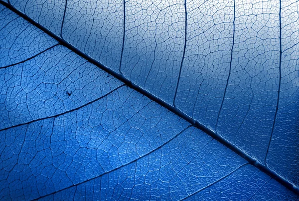 Naturalne Niebieskie Tło Jesienne Spadające Liście Szkieletowe 2020 Modny Kolor — Zdjęcie stockowe