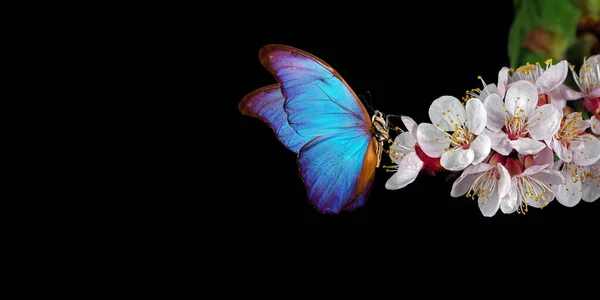 Beyaz Bahar Çiçekleri Üzerinde Parlak Mavi Morpho Kelebeği Kayısı Çiçeği — Stok fotoğraf