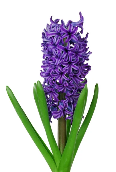 Blaue Hyazinthen Blühen Isoliert Auf Weiß Leuchtend Bunte Frühlingsblumen — Stockfoto