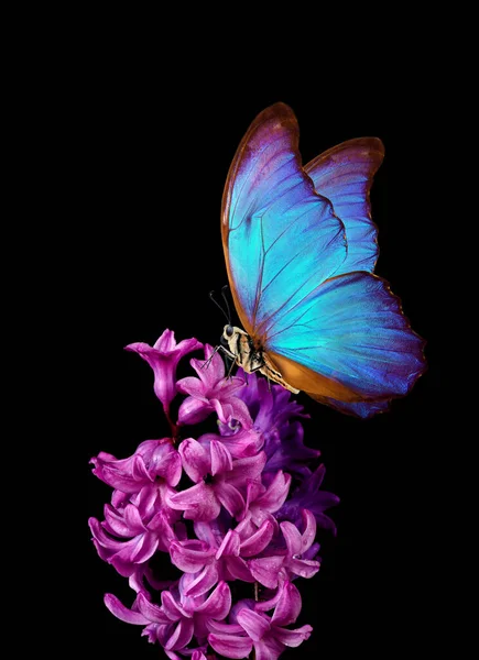 Colorful Blue Morpho Butterfly Flower Pink Hyacinth Flower Isolated Black — Stock Photo, Image