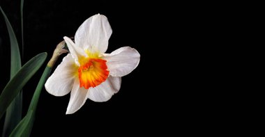 Bahar çiçekleri Nergis çiçeği bir damla suyla kaplanır. 