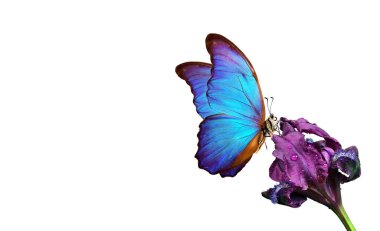 İris çiçeğinin üzerindeki renkli tropikal mavi morpho kelebeği beyaza izole edilmiş. Boşluğu kopyala