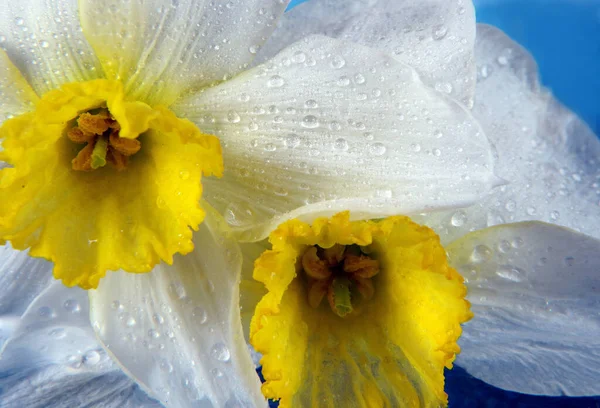 Vårblommor Påsklilja Blomma Droppar Vatten Närbild — Stockfoto