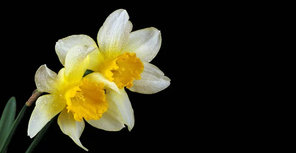 Wiosenne Kwiaty Żonkil Kwiat Krople Wody Zbliżenie — Zdjęcie stockowe