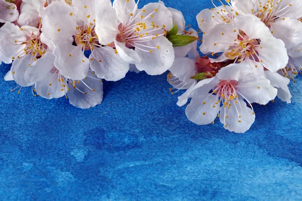 Весенние Цветы Цветы Абрикоса Синем Фоне Цветущий Абрикос Копировальное Пространство — стоковое фото