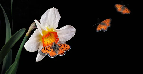 Wiosenne Kwiaty Motyle Żonkil Kwiat Czerwone Motyle Izolowane Czarno Zamknij — Zdjęcie stockowe