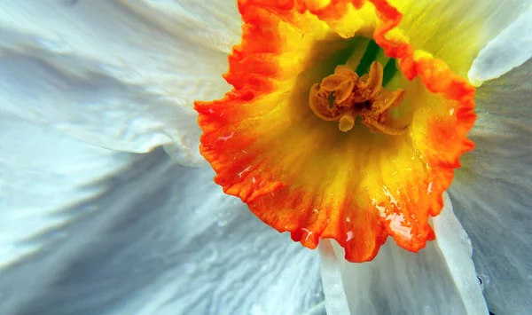 Ανοιξιάτικα Λουλούδια Ασφόδελος Λουλούδι Σταγόνες Νερού Κοντά — Φωτογραφία Αρχείου