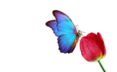 Beyaz lale çiçeğinin üzerindeki renkli tropikal mavi morpho kelebeği. Boşluğu kopyala