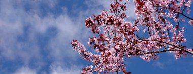 Sakura 'nın çiçek açan dalları gökyüzüne karşı bulutlarla. Boşluğu kopyala
