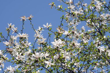 Bahçede çiçek açan beyaz manolya