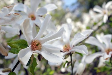 taze beyaz manolya çiçeği yakın plan