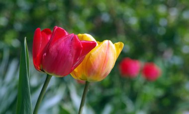 Bahçedeki kırmızı ve beyaz laleler. seçici odak