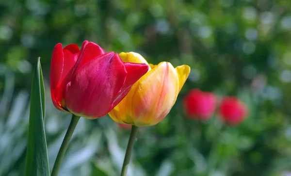 red and white tulips in the garden. selective focus