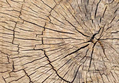 Meşe kütüğü yakın çekim. Kesilmiş meşe ağacı