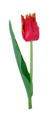 Kırmızı lale beyazda izole edildi