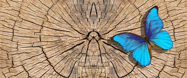Papillon Morpho Tropical Bleu Vif Sur Une Souche Arbre Coupé — Photo