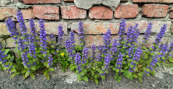 the triumph of life. flowers growing in the asphalt. flowering plants in a building foundation against a brick wall of a building. urban environment and nature.
