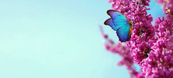 Яскраво Синій Морфо Метелик Весняних Квітах Гілка Квітучої Сакури Тлі — стокове фото