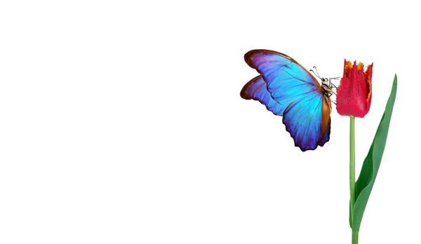 Ярко Голубая Тропическая Морфо Бабочка Красном Тюльпане Водяных Каплях Изолированных — стоковое фото
