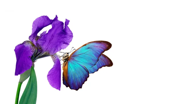 白に隔離された虹彩の花に美しい青熱帯のモフ蝶 花に蝶 夏の明るい色 コピースペース — ストック写真