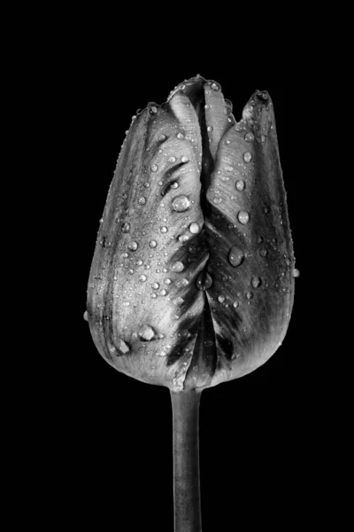 Fleur Tulipe Gouttes Eau Gros Plan Noir Blanc — Photo