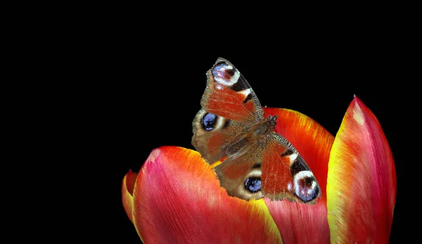 花に鮮やかなカラフルな孔雀蝶 蝶はチューリップの上に座っている コピースペース — ストック写真