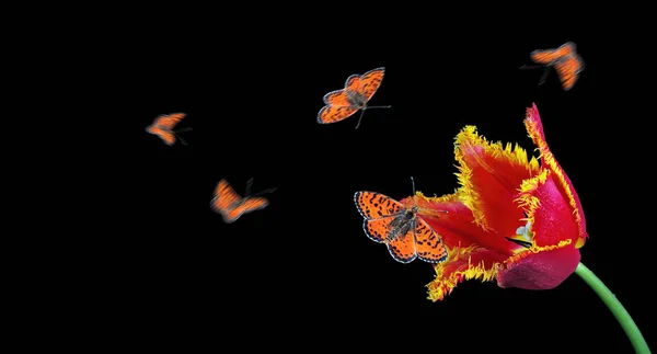 Siyah Bir Arka Planda Lale Çiçeğinin Üzerindeki Renkli Kırmızı Kelebekler — Stok fotoğraf
