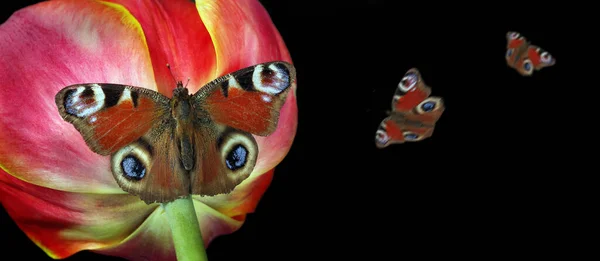 Borboleta Pavão Colorida Brilhante Uma Flor Borboleta Sentada Numa Tulipa — Fotografia de Stock