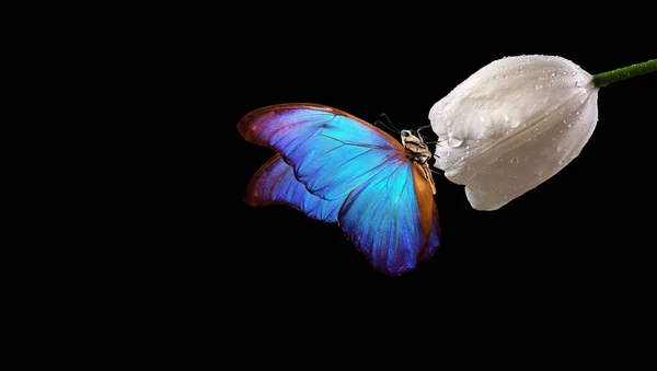 Mariposa Morfo Tropical Azul Brillante Sobre Tulipán Blanco Gotas Agua —  Fotos de Stock
