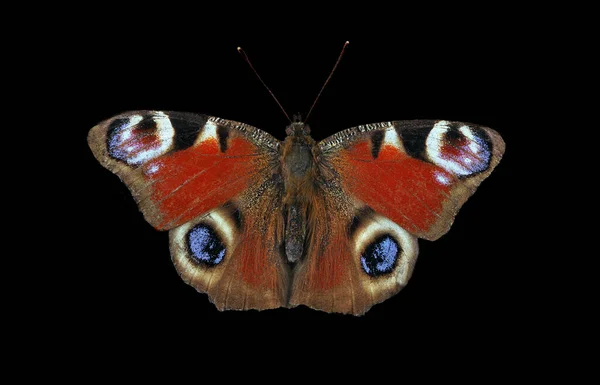 Helle Bunte Pfauenschmetterling Isoliert Auf Einem Schwarzen — Stockfoto