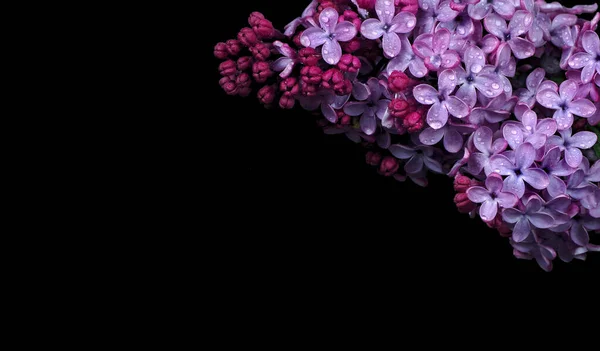 Siyaha Izole Edilmiş Damlalarındaki Leylak Çiçekleri Boşluğu Kopyala — Stok fotoğraf