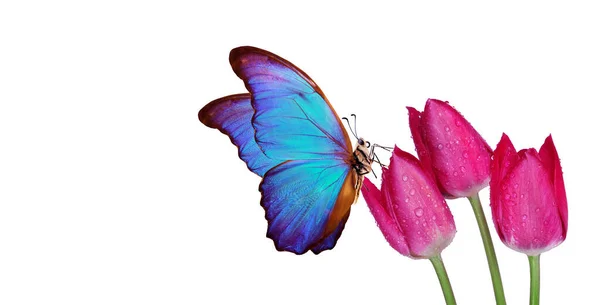 Яскраво Синій Тропічний Морфо Метелик Червоних Тюльпанах Краплі Води Ізольовані — стокове фото
