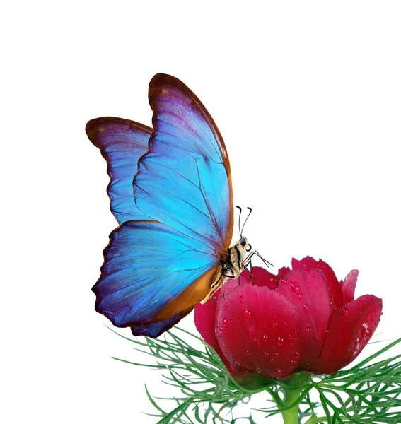Jasně Modrý Tropický Morfo Motýl Červeném Pivoňkovém Květu Vodě Kapky — Stock fotografie