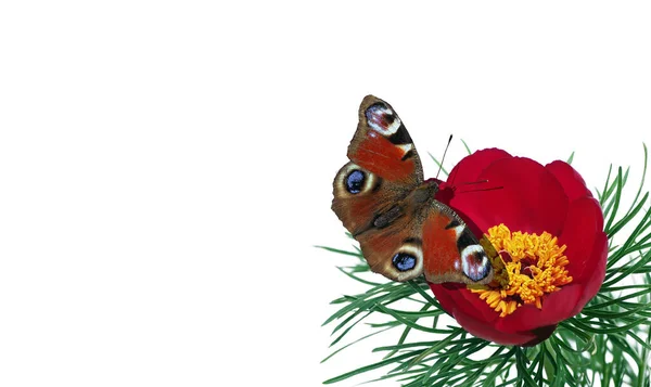 花に鮮やかなカラフルな孔雀蝶 蝶の牡丹の花に座っている コピースペース — ストック写真